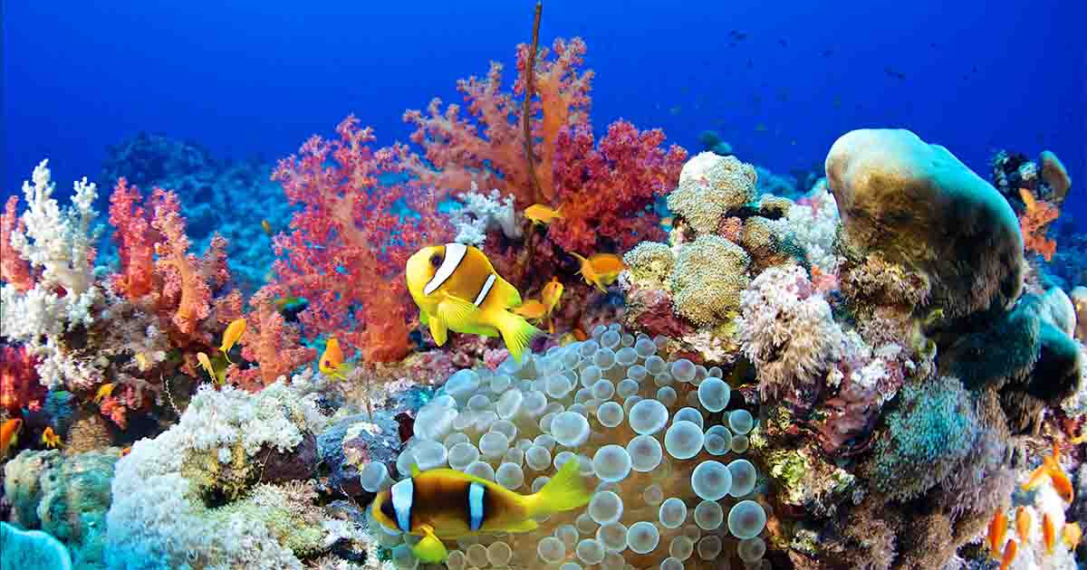Egypts rebounding tourism threatens Red Sea corals 1