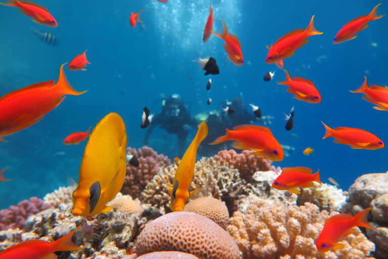 A creative photo of colored fishes and reefs with divers behind the fishes with chloes diving center