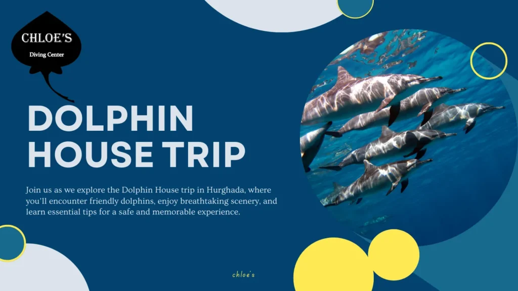Dolphin House Trip