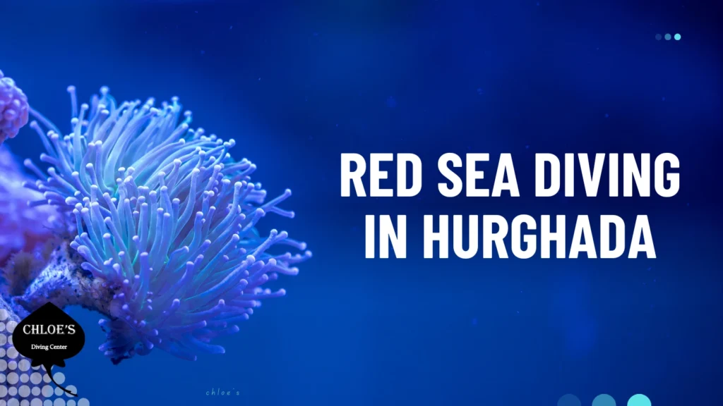 Red Sea Diving in Hurghada