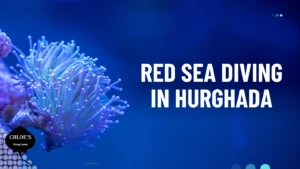 Chloes Diving Center In Hurghada 5 Red Sea Diving in Hurghada