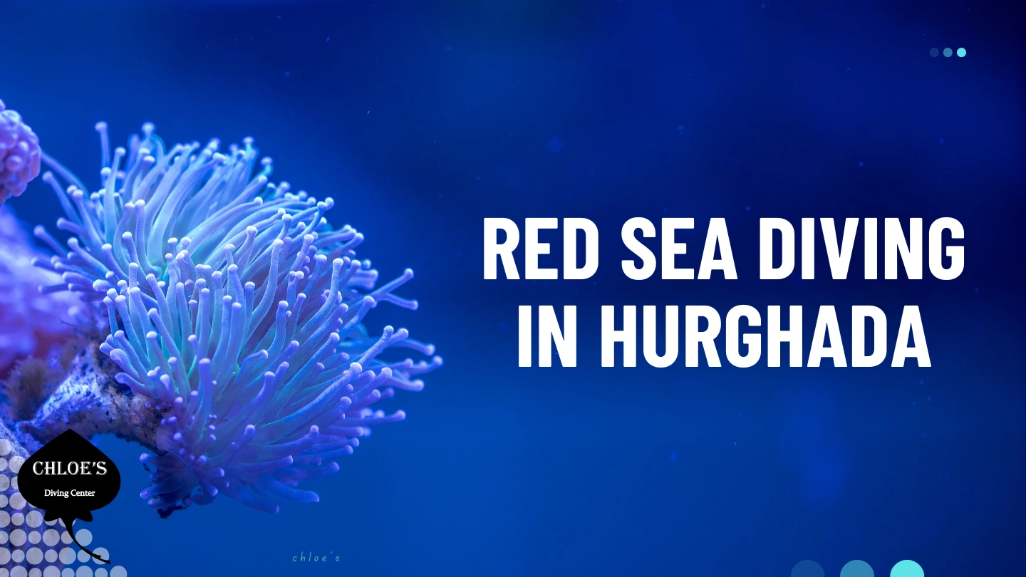 Red Sea Diving in Hurghada