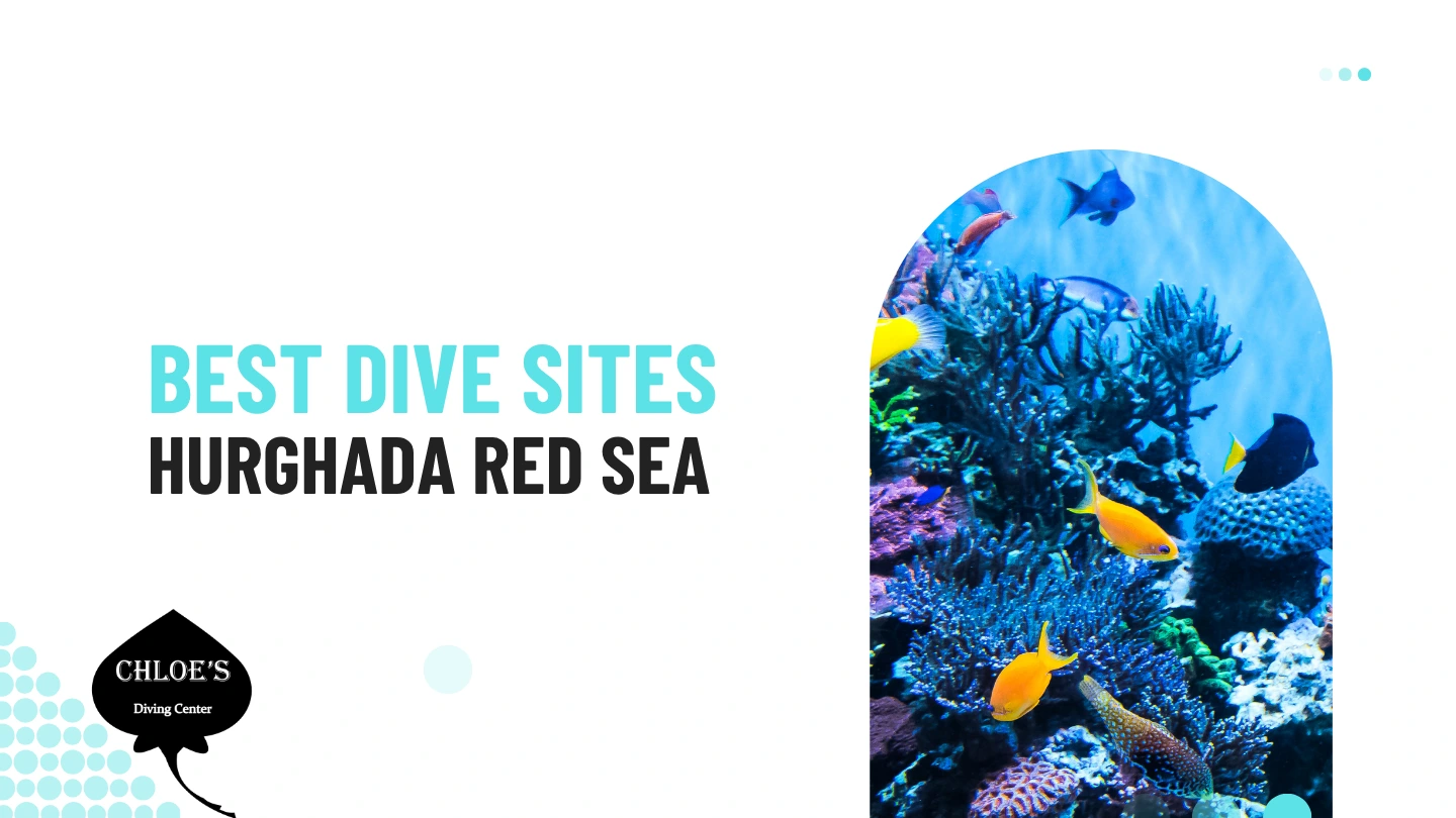 Chloes Diving Center In Hurghada 3 Best dive sites Hurghada Red Sea
