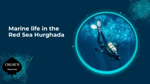 Marine life in the Red Sea Hurghada