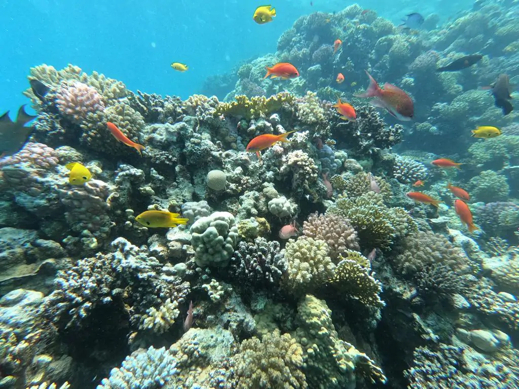 Täglicher Tauchausflug in Hurghada 2 Ein Foto von Fischen und Korallen des Roten Meeres von Chloes Tauchzentrum