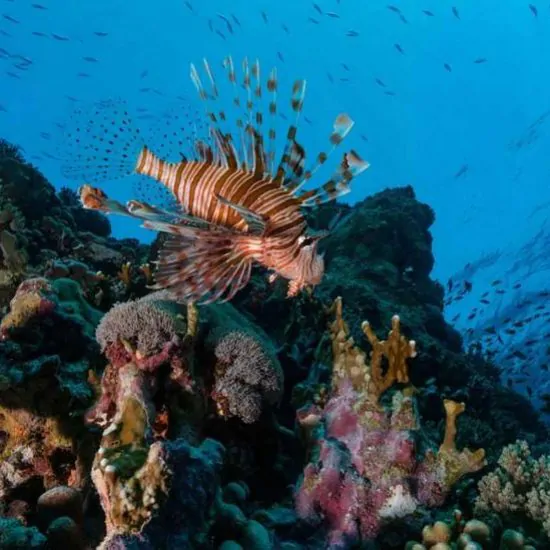 Une image du poisson-lion avec les récifs